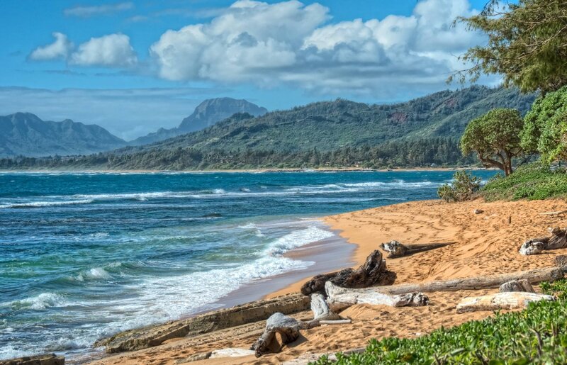 Beach with Driftwood — Blue, Serene