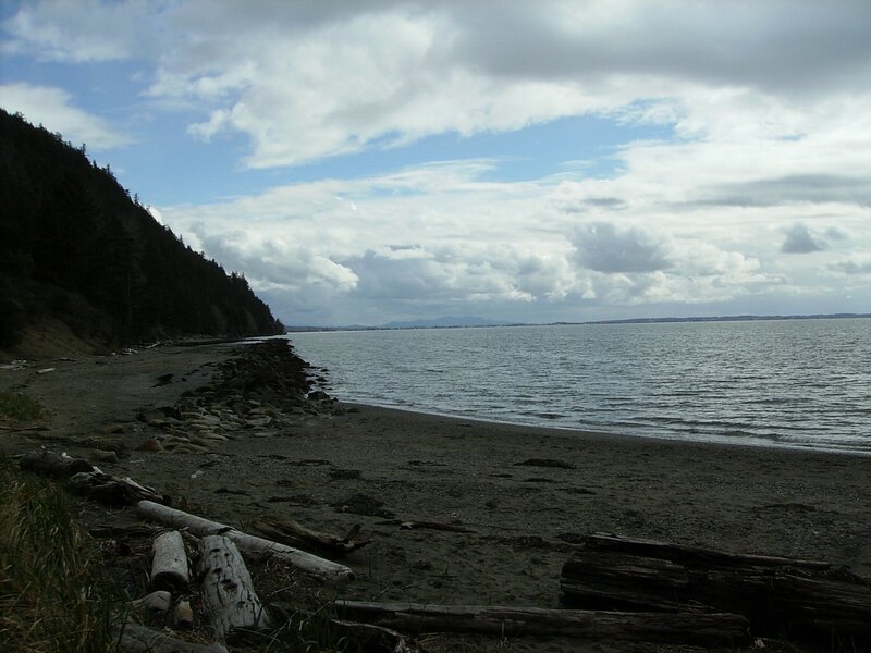 Beach with Driftwood — Gray
