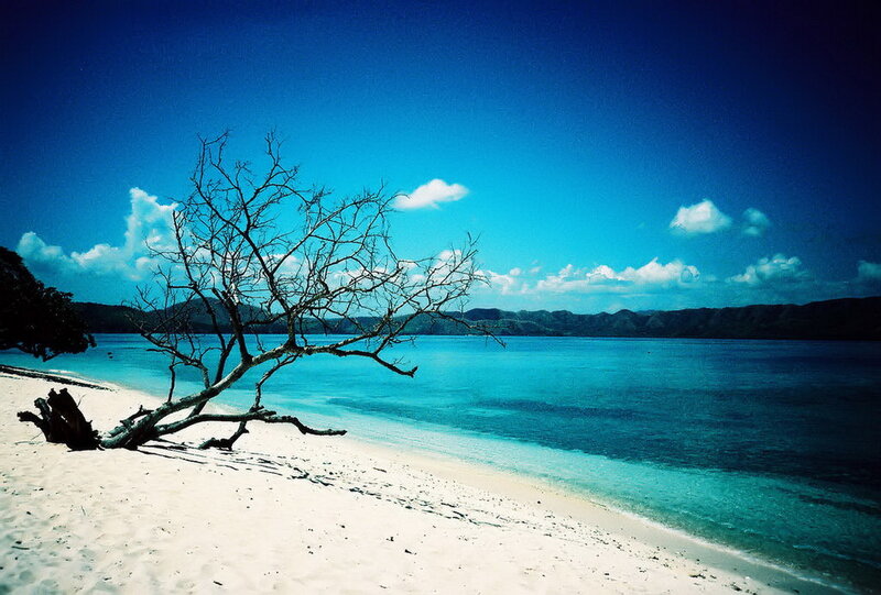 Beach with driftwood tree