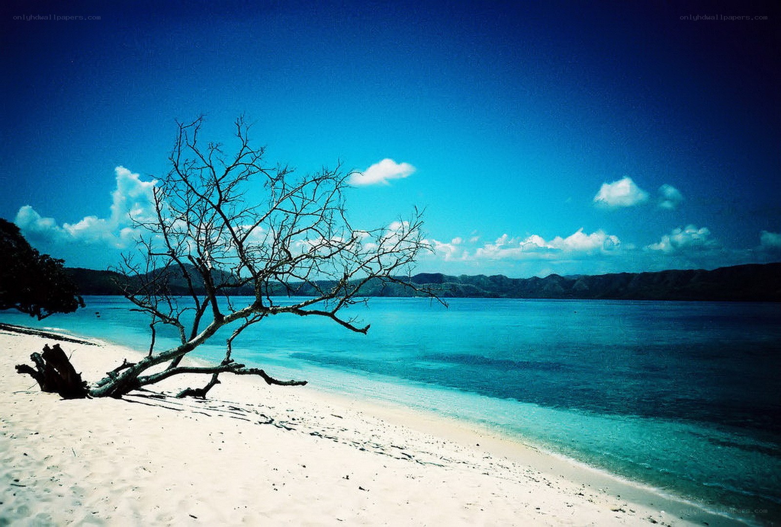 Beach with driftwood tree