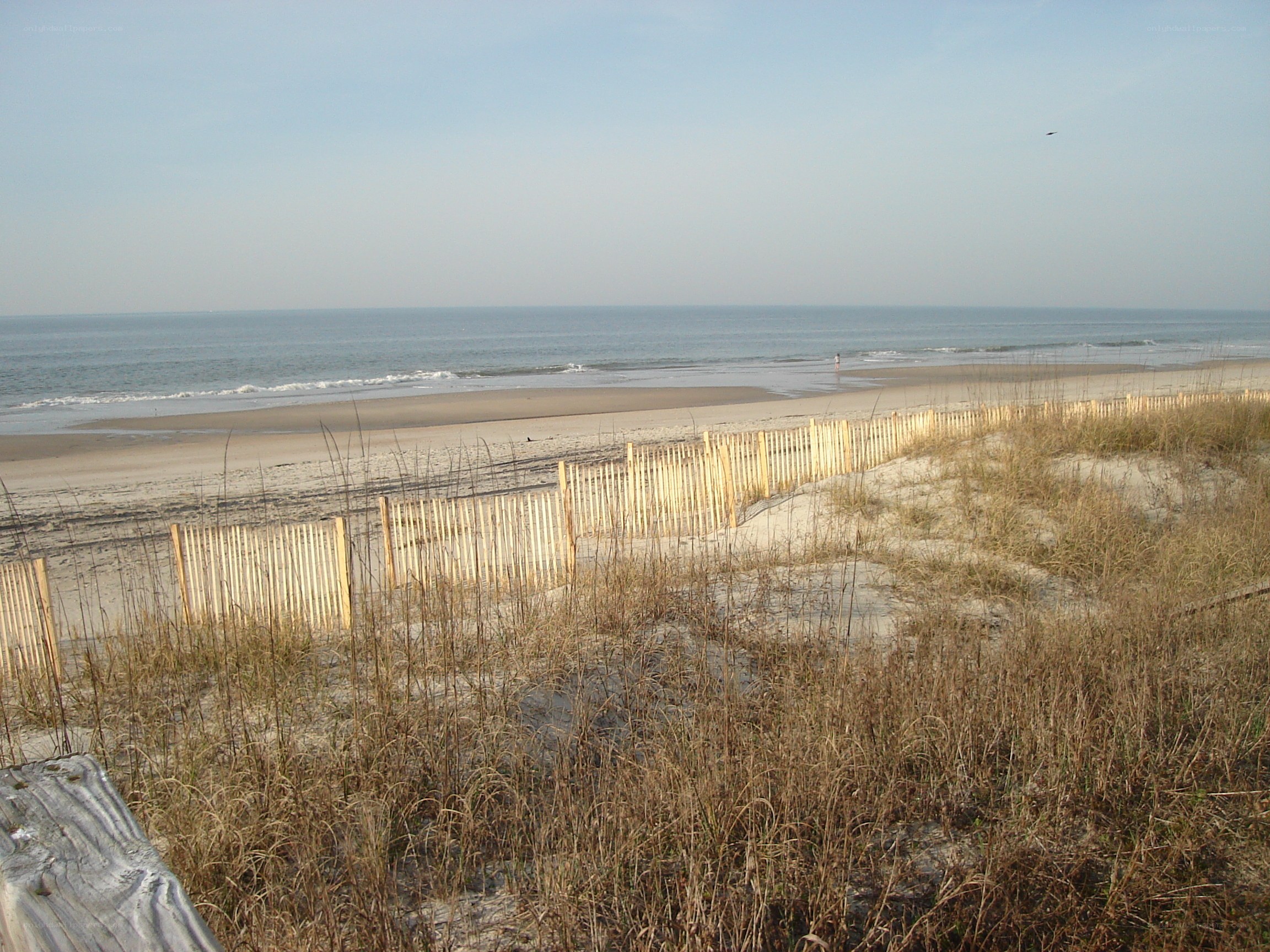 beach with dune fence