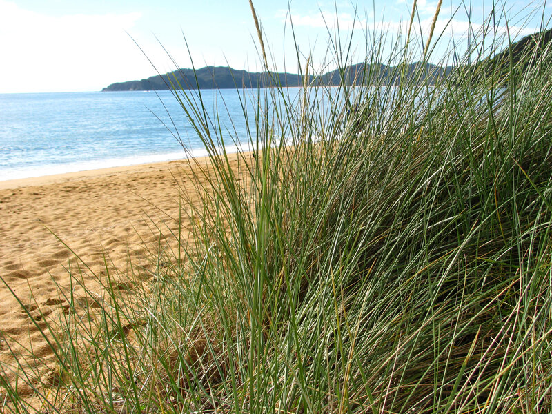 Beach with dune grass