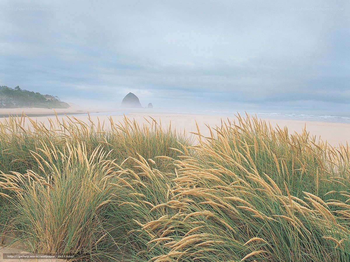 Beach with dune grass and sea stacks