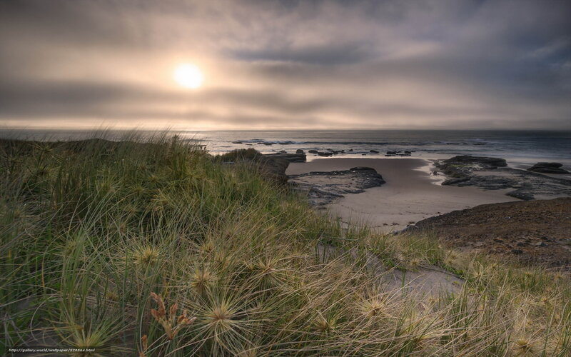 Beach with Dune Grass — Green, Serene