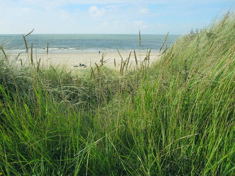 Beach with Dune Grass — Green