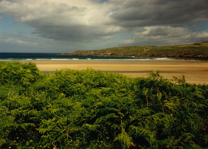 beach with ferns and cliffs
