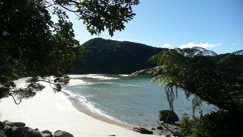 beach with ferns and hills