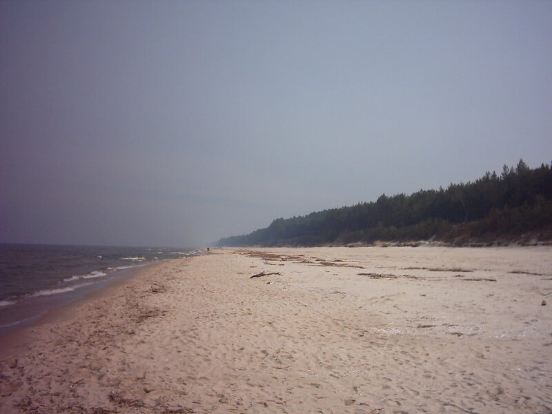 Beach with Forest