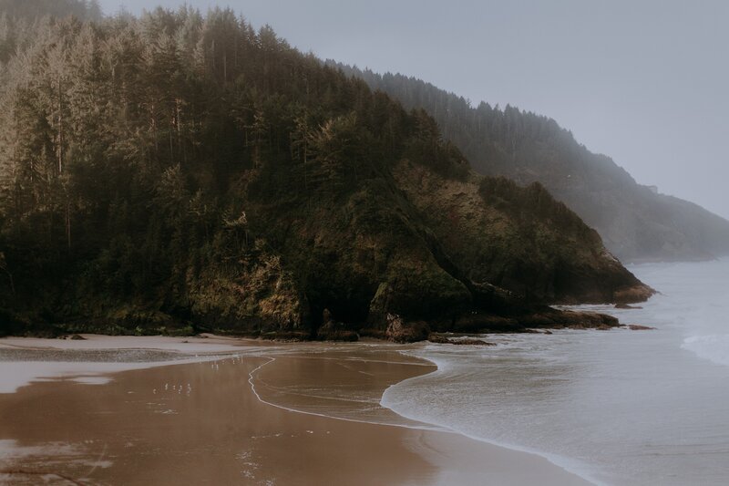 Beach with Forested Cliff — Brown