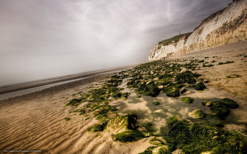 beach with green algae