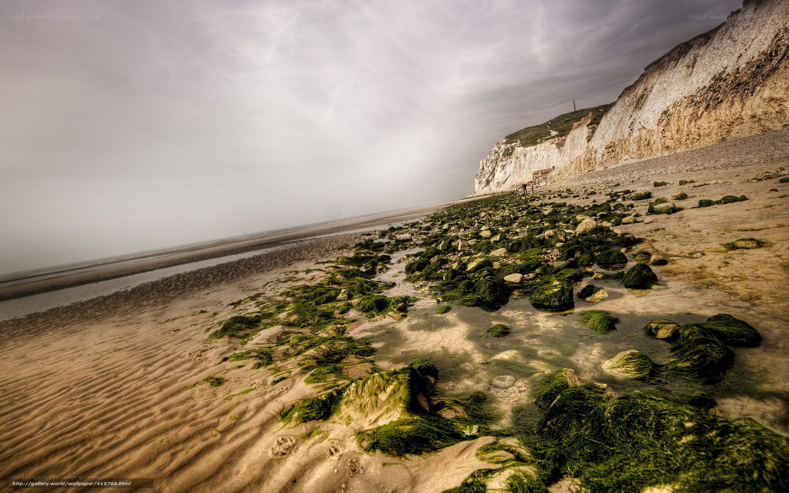 beach with green algae