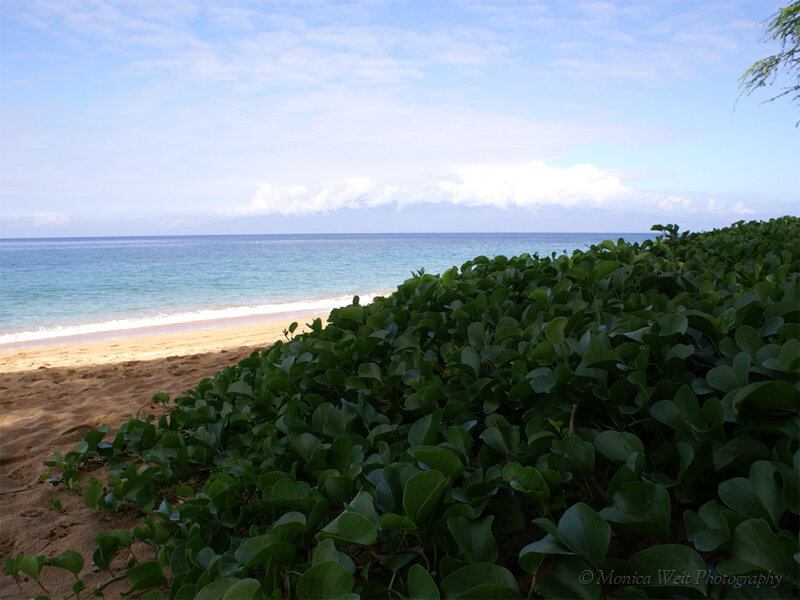 Beach with green foliage