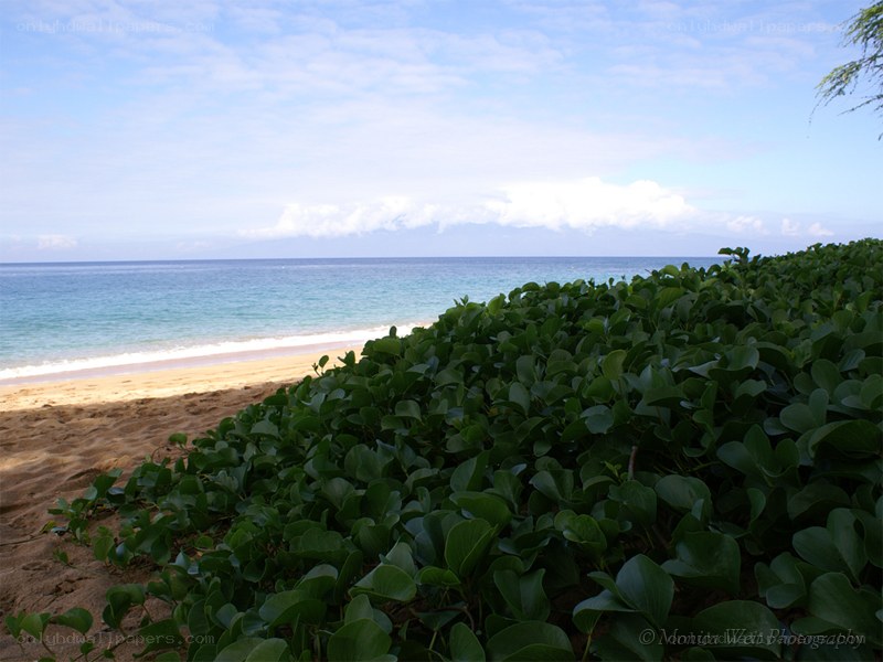 Beach with green foliage