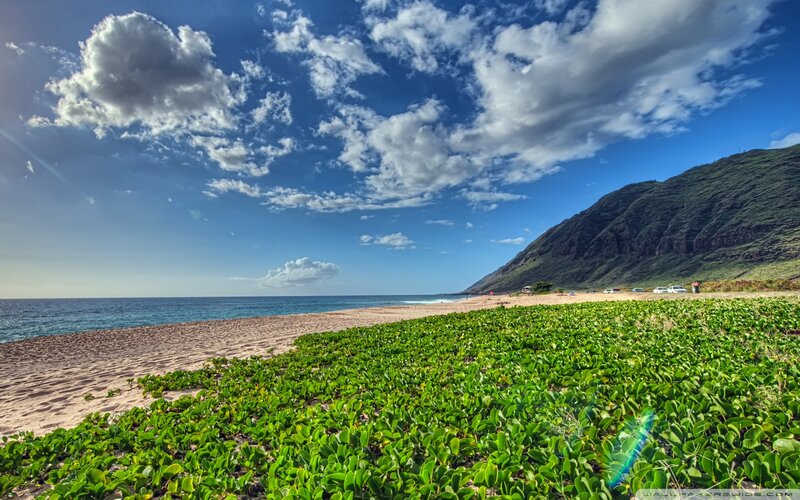 Beach with Green Plants — Serene