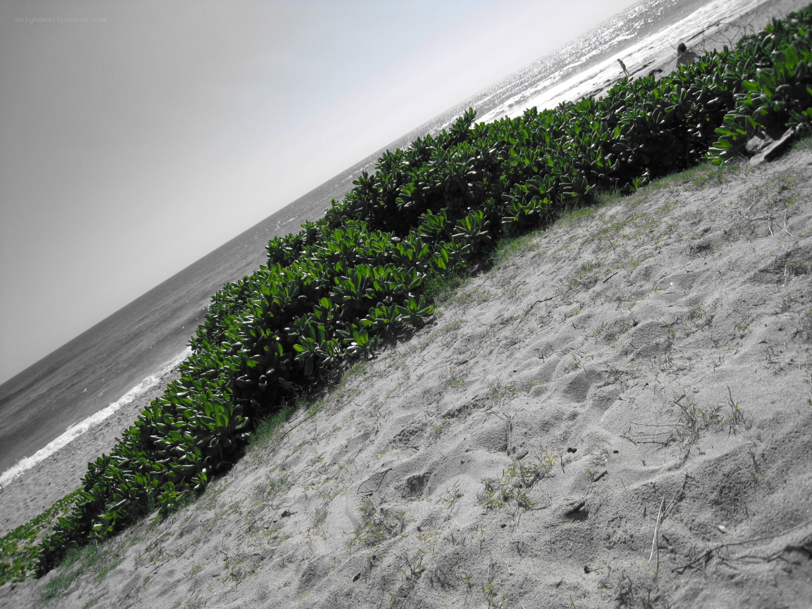 beach with green plants