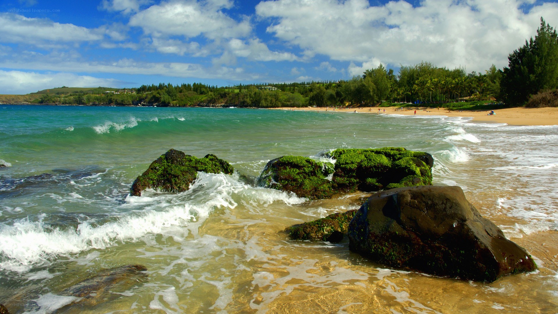 beach with green rocks
