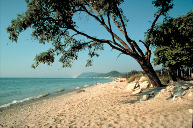 Beach with Large Tree
