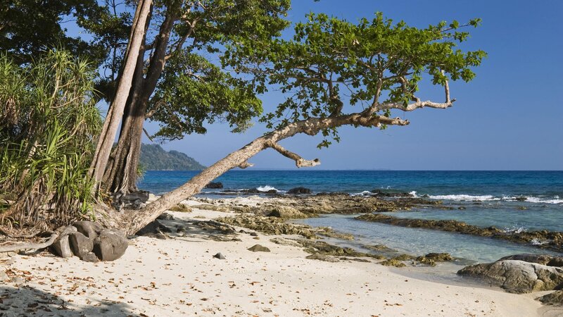 Beach with Leaning Tree