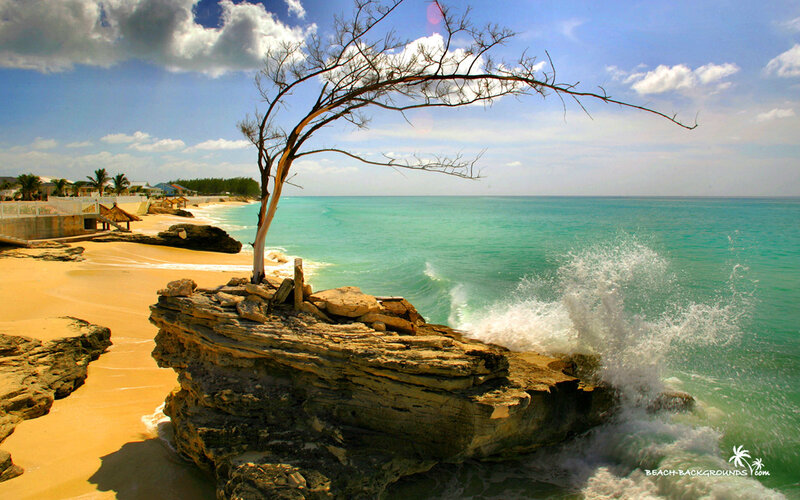 Beach with lone tree on rocks