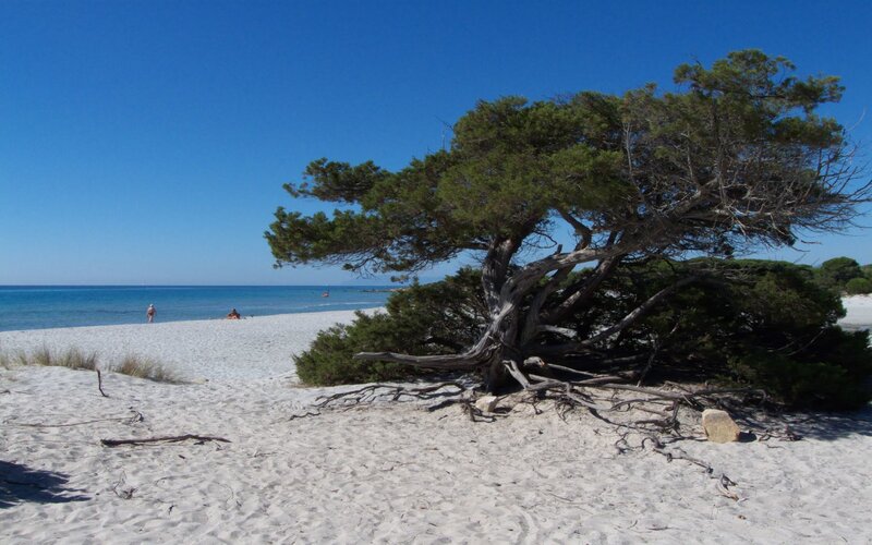 Beach with lone tree