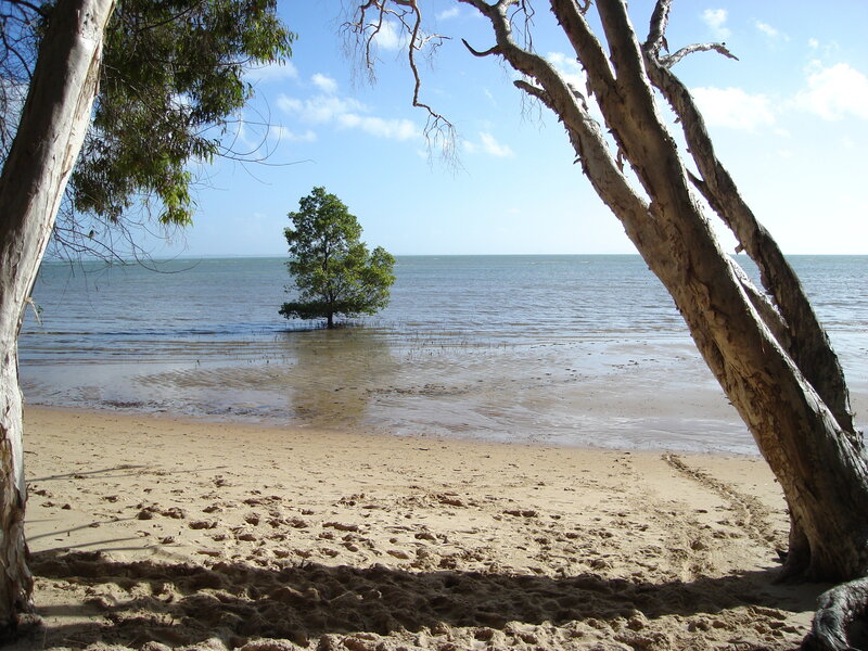 Beach with mangrove tree