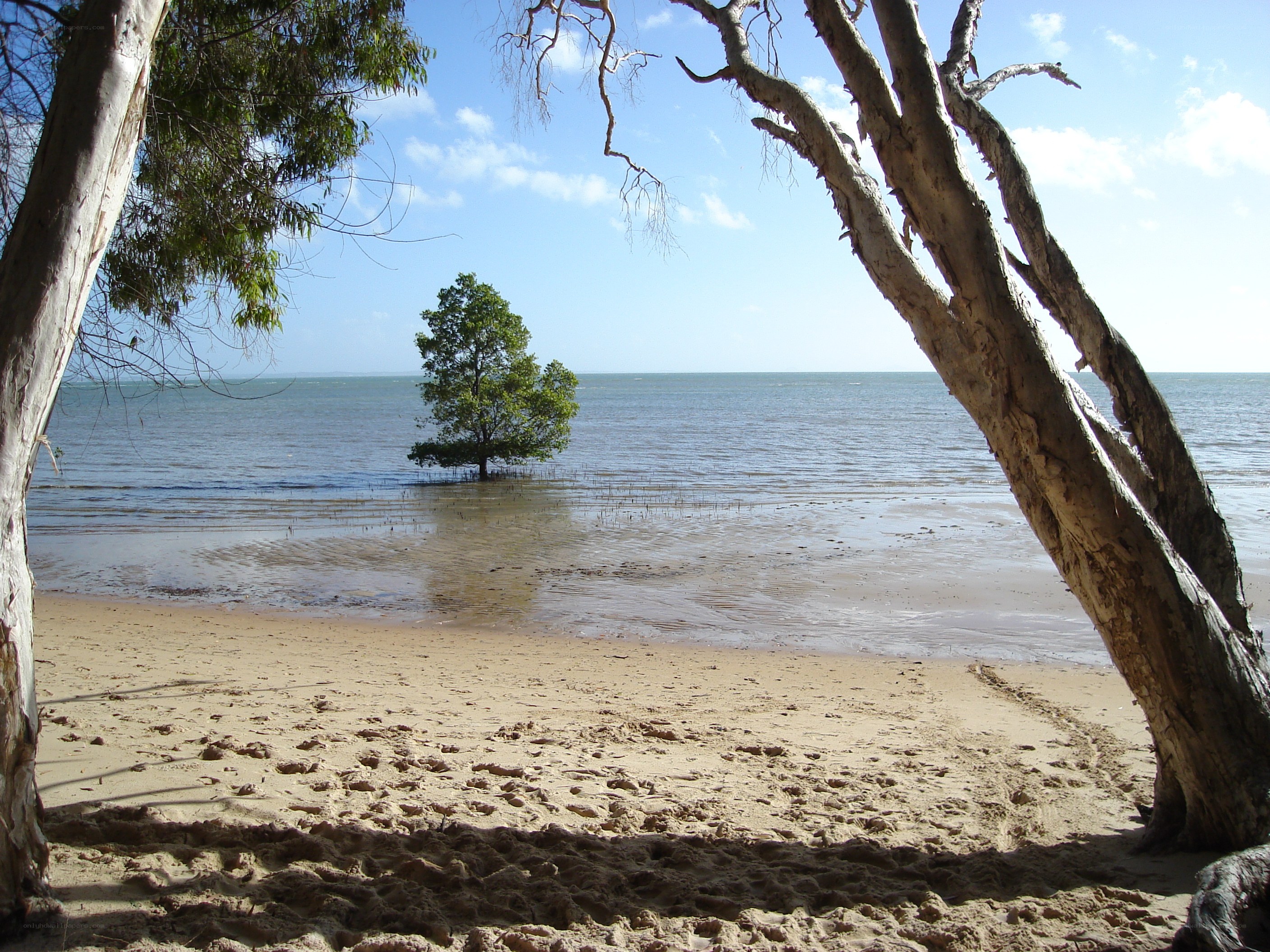 Beach with mangrove tree