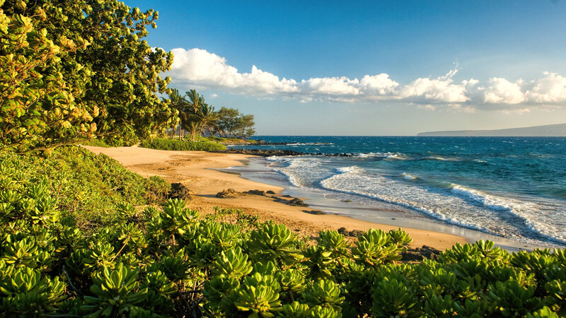 Beach with Ocean Waves — Blue, Serene, Afternoon, Photograph, Trees