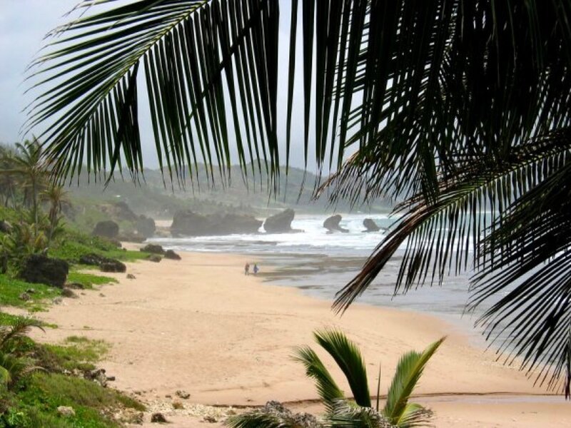 Beach with Palm Fronds