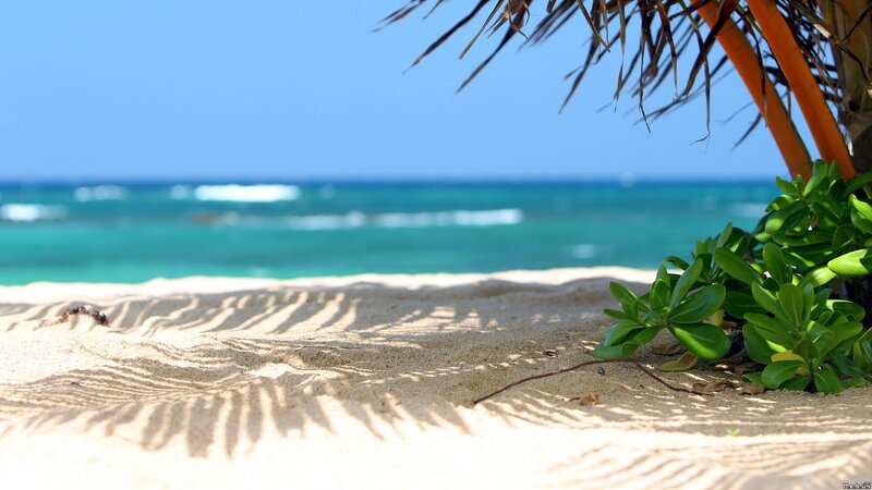 Beach with palm shadow