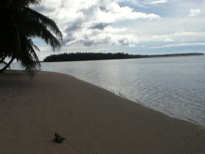 beach with palm tree