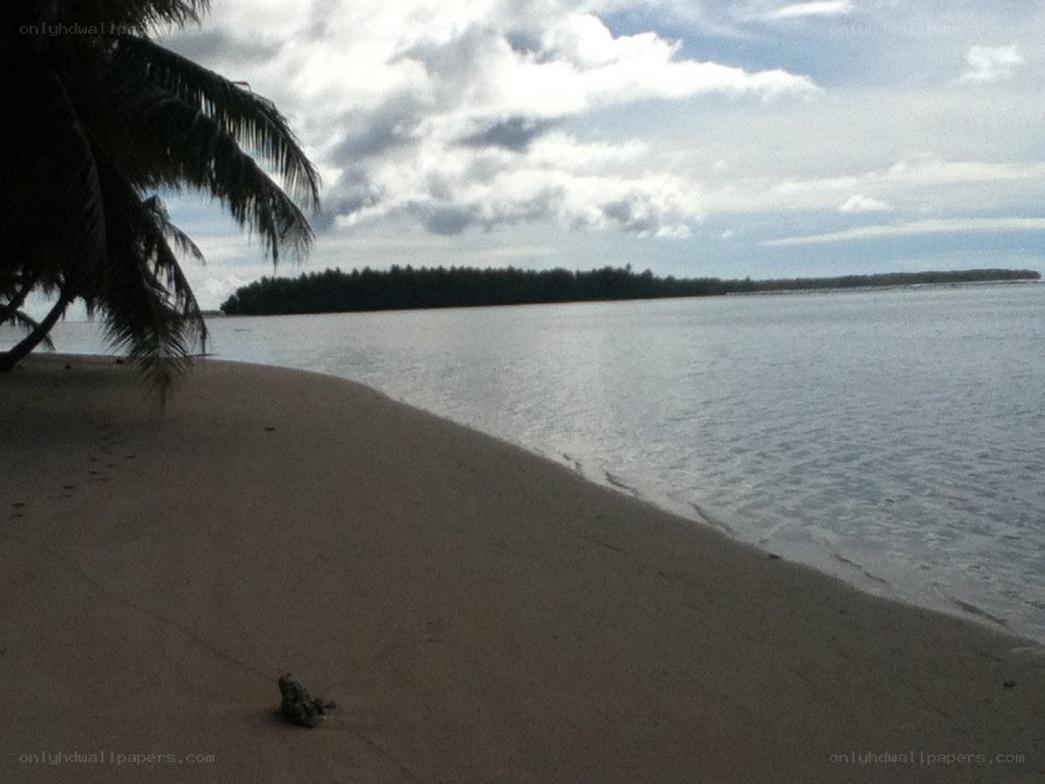 beach with palm tree
