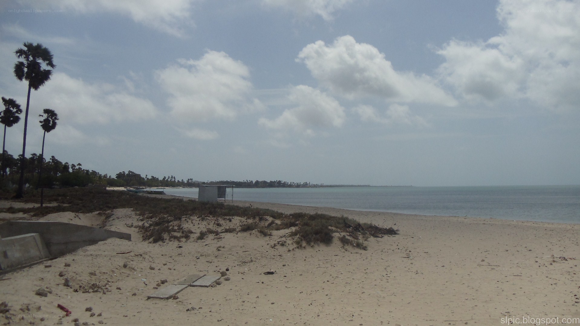 beach with palm trees