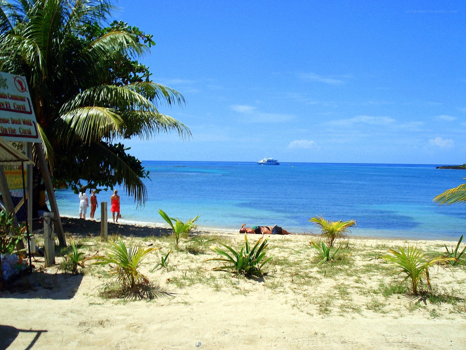 Beach with palm trees and boat