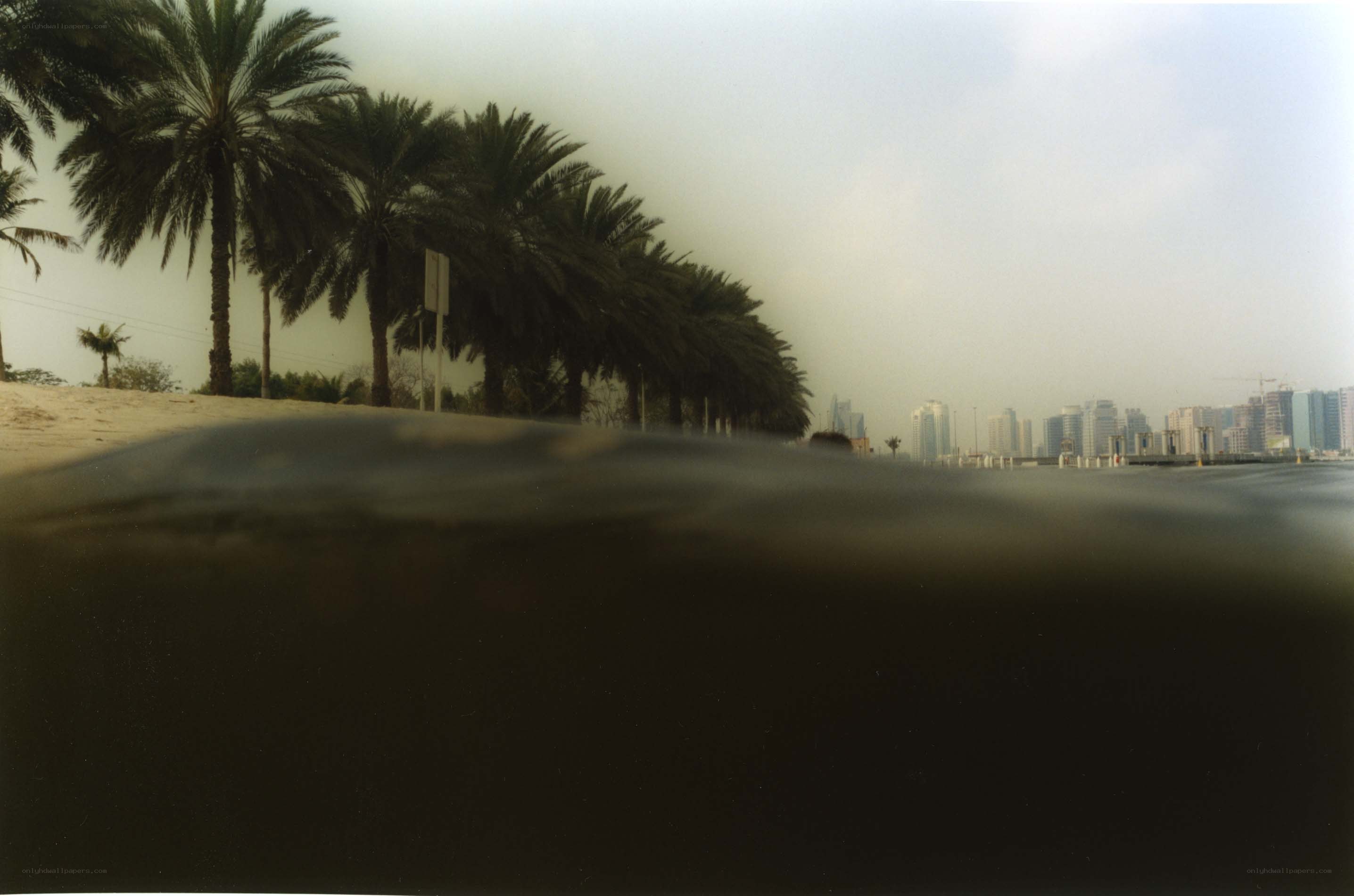 beach with palm trees and city