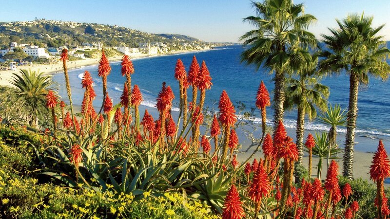 beach with palm trees and flowers