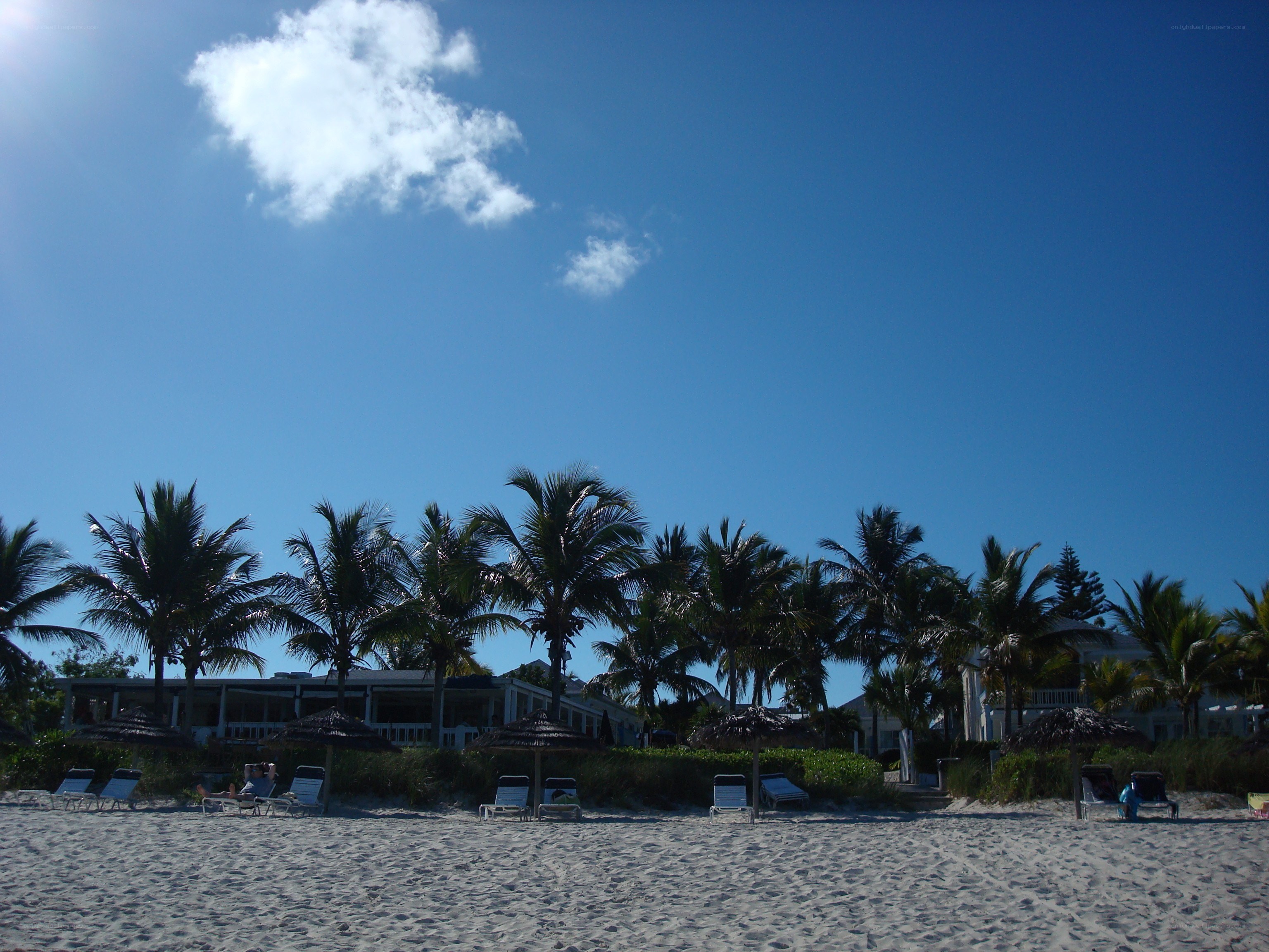 Beach with palm trees and lounge chairs