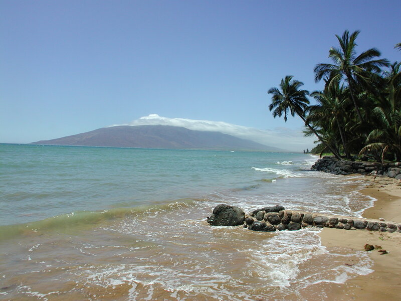 beach with palm trees and mountain