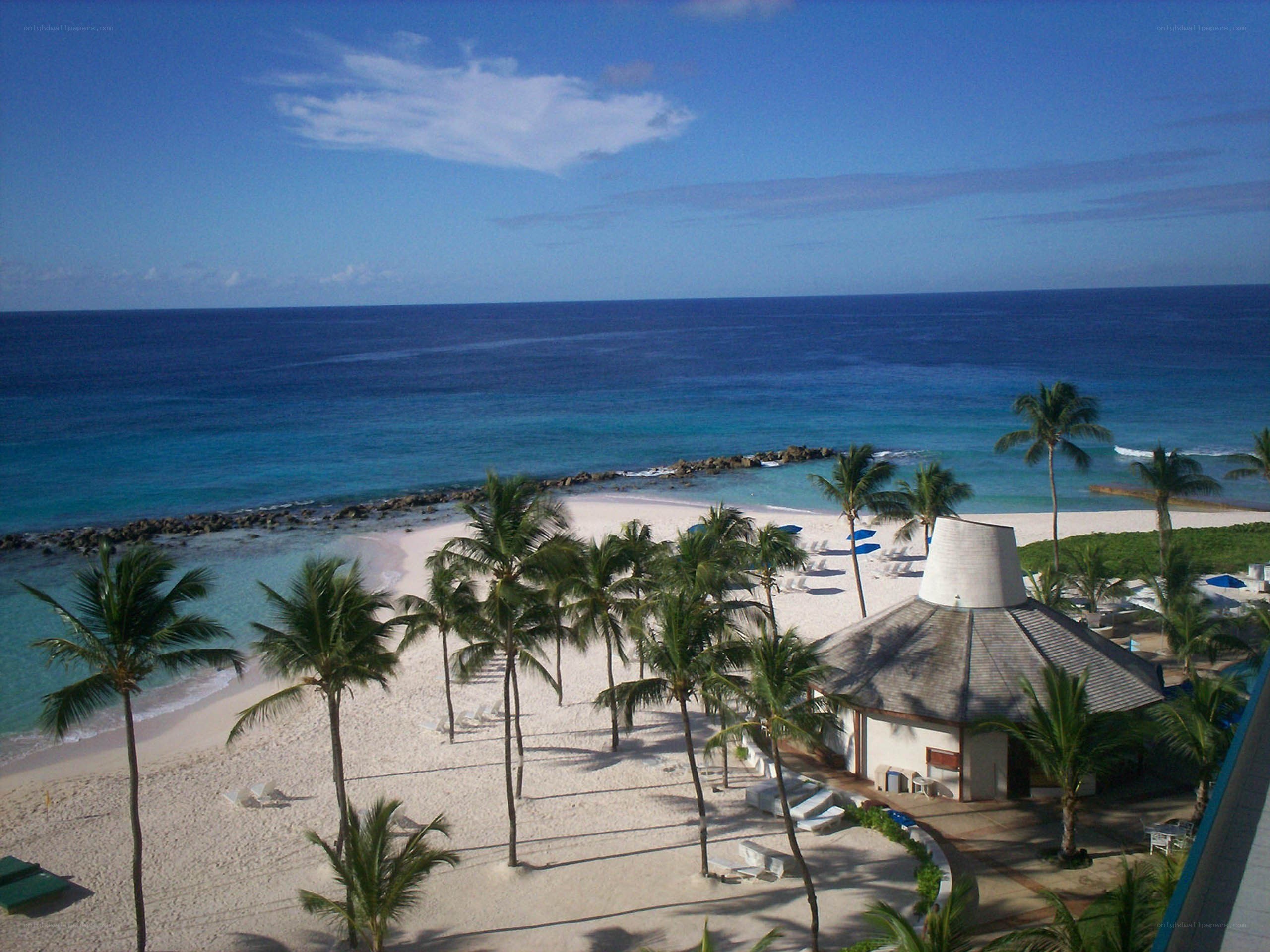 Beach with palm trees and ocean