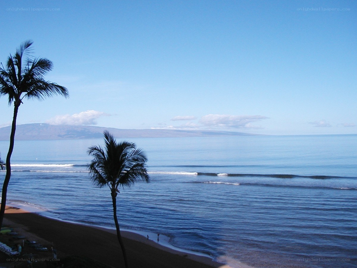 beach with palm trees and ocean