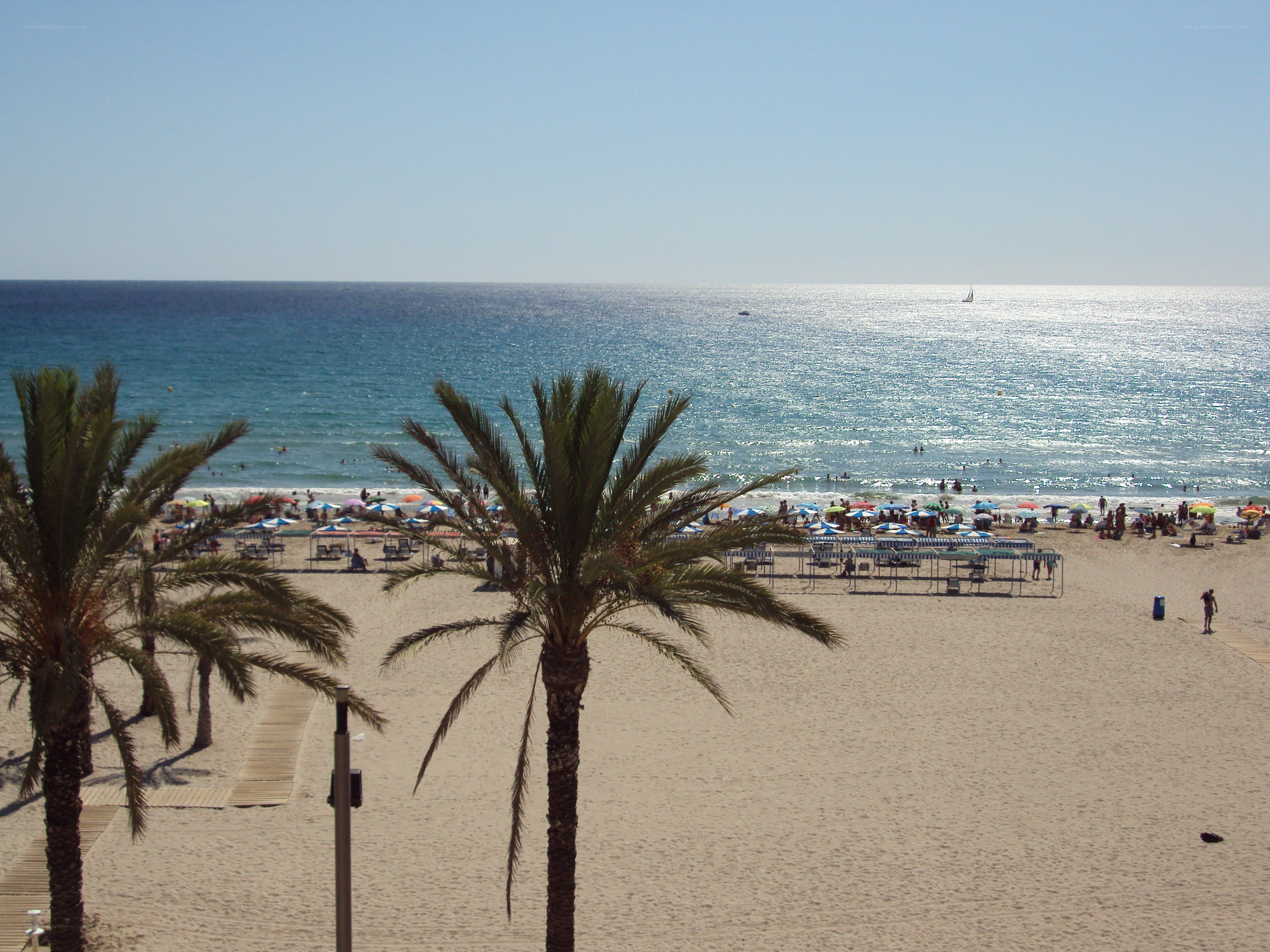 Beach with palm trees and umbrellas