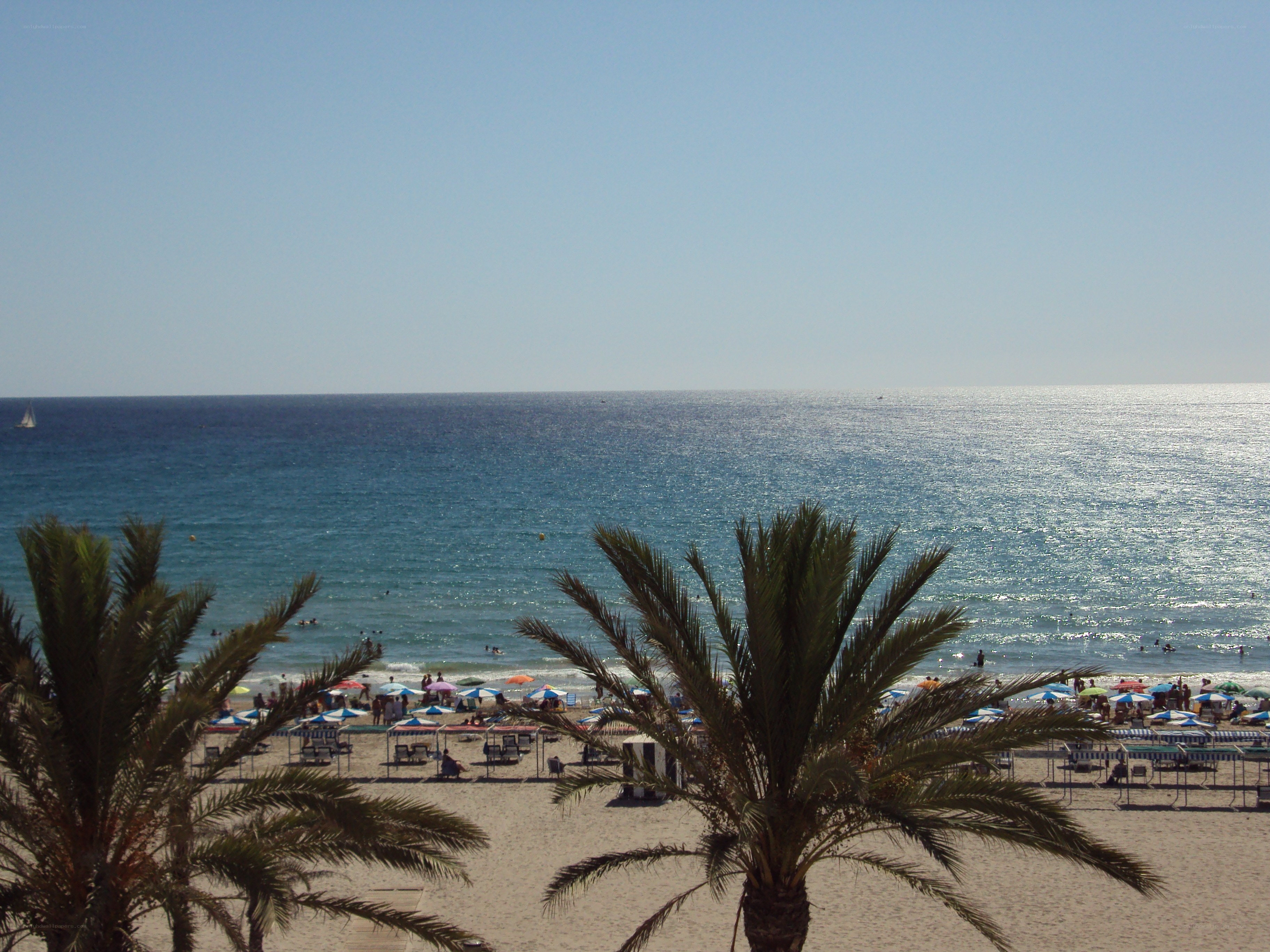 Beach with palm trees and umbrellas