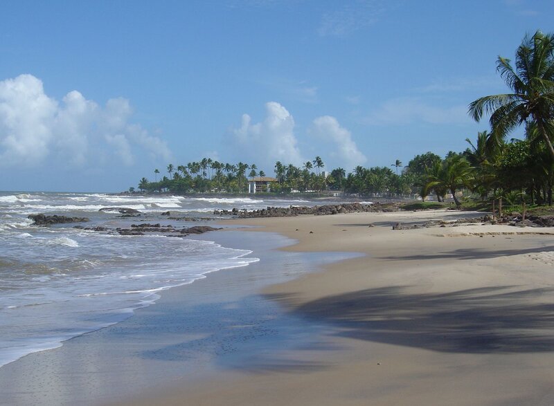 beach with palm trees and waves
