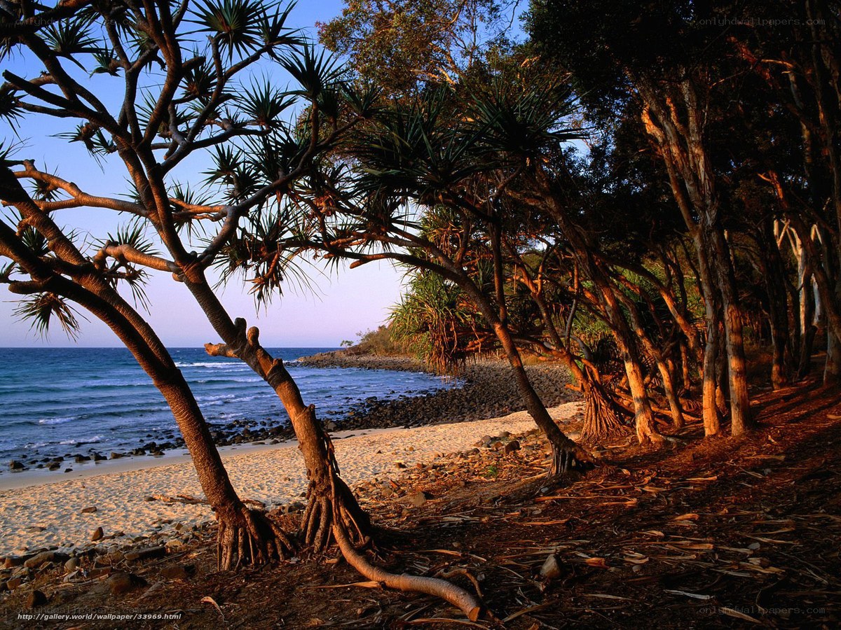 Beach with palm trees at sunset