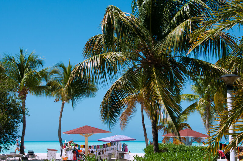 Beach with Palm Trees — Blue, Relaxed, Afternoon, Photograph