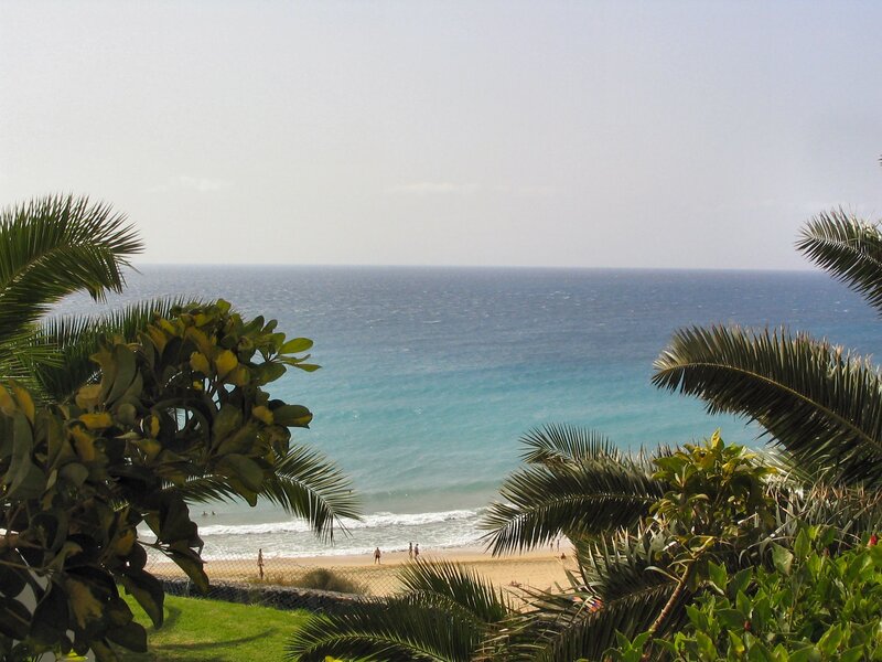 Beach with Palm Trees — Blue, Serene, Afternoon, Photograph, Palm Trees, Ocean, Sand