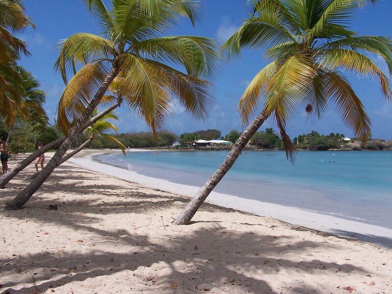 Beach with Palm Trees — Blue, Serene, Afternoon, Photograph, Palm Trees, Sand, Ocean