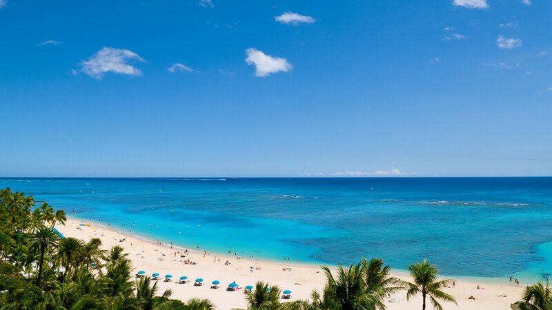 Beach with Palm Trees — Blue, Serene, Afternoon, Photograph, Palm Trees, Umbrellas