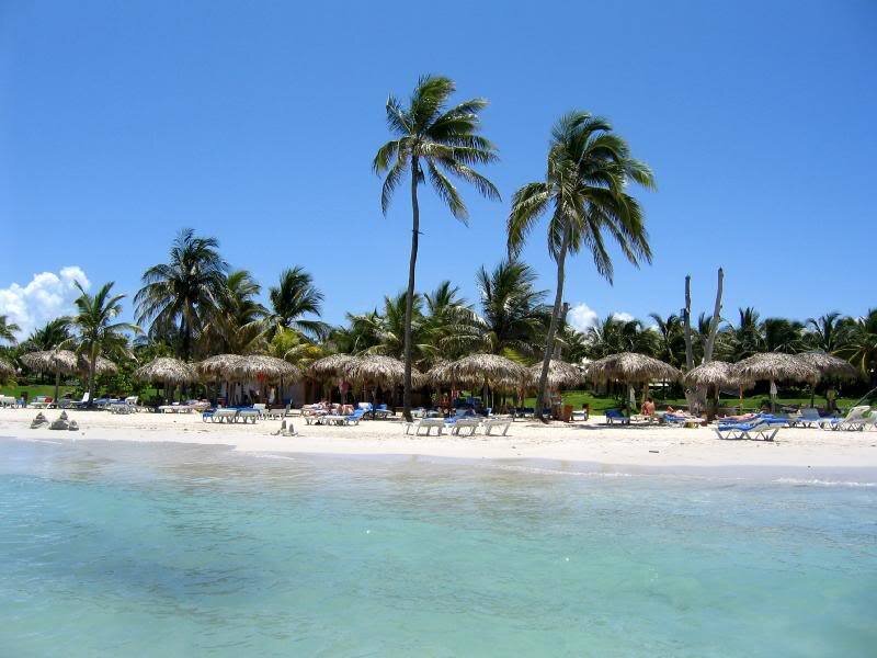 Beach with Palm Trees — Blue, Serene, Afternoon, Photograph