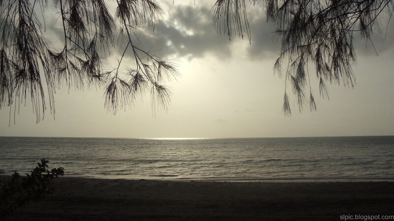 Beach with Pine Branches