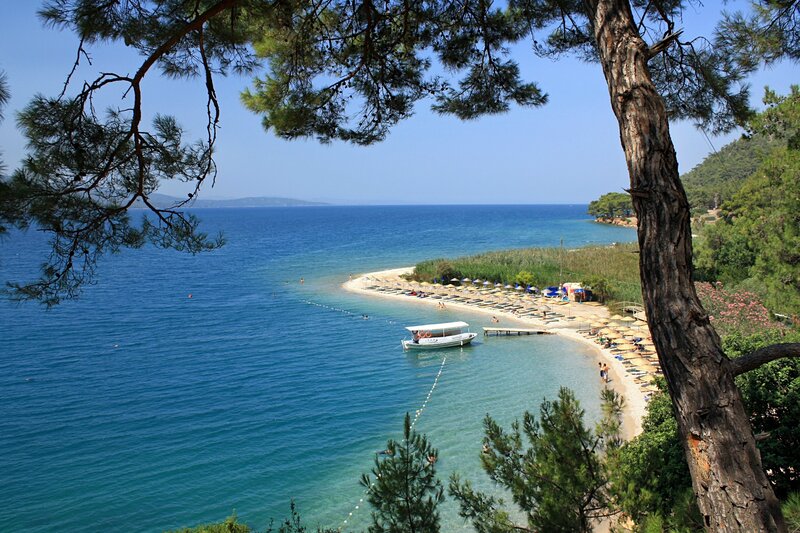 Beach with pine trees and boat
